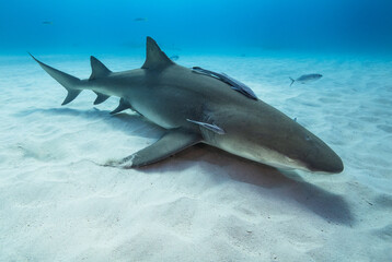 Lemon shark in Tiger Beach, The Bahamas