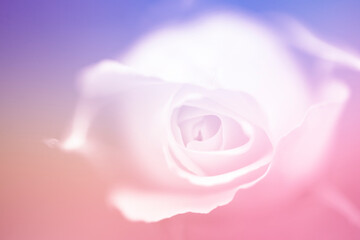 Fototapeta na wymiar sweet color roses in soft color and blur style for background