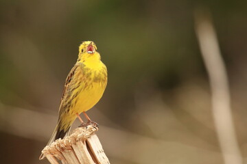 Yellowhammer, bird singing on the branch