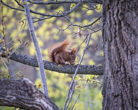 A squirrel sits on the branch