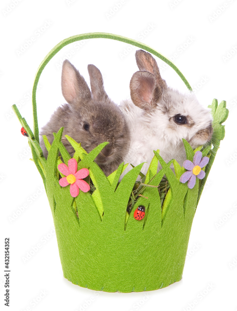 Wall mural spring baby rabbits in a basket studio cutout