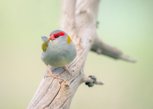 Red-browed finch (Neochmia temporalis) perched on branch, Australia