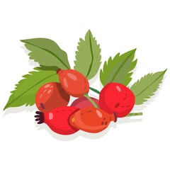 Vector illustration of rosehip isolated on white background.