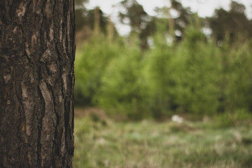Tree in the foreground.