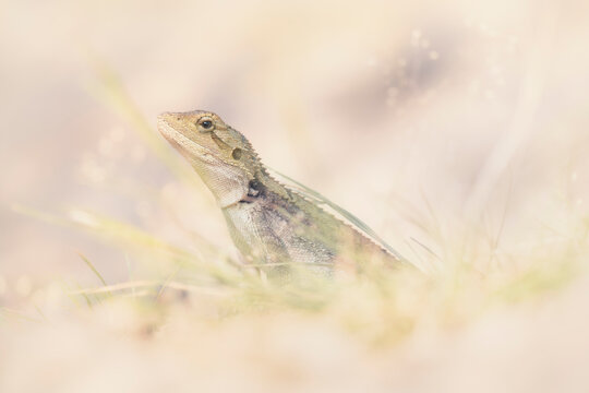 Portrait of a Jacky Dragon lizard (Amphibolurus muricatus) in the long grass, Australia