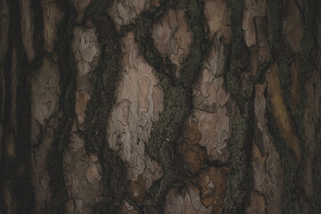 Rindentextur einer Fichte. 