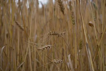 picture of ripe wheat plant head in field