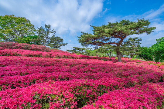 213 Best 小室山 Images Stock Photos Vectors Adobe Stock