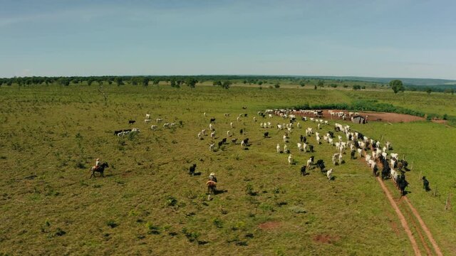 cattle cows cowboys outdoors animals brazil backcountry aerial 4k