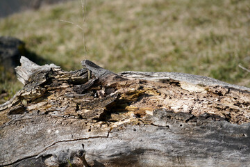 stump in the forest