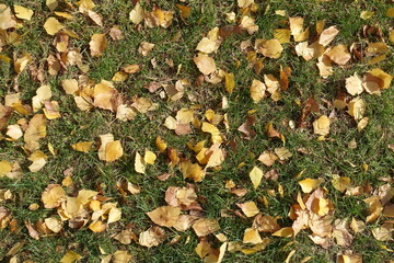 Grass covered with fallen leaves of birch from above in October