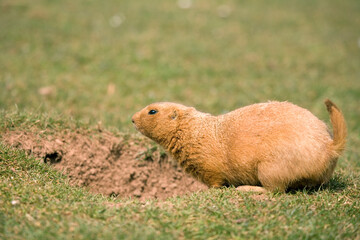 Black-Tailed Prairie Dog