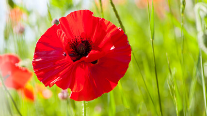 big beautiful red poppy in green grass. poppy flower in daylight. aromatherapy, medicine, cosmetology. photographed in close-up. Soft focus, bokeh, blurred light green background. Europe
