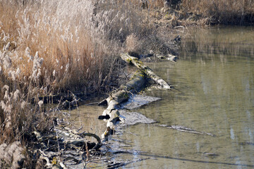 Wood that decomposes due to moisture and is attacked by fungi,