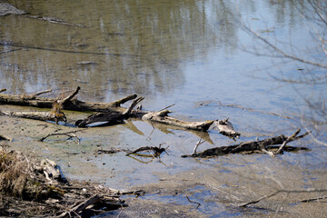 Wood that decomposes due to moisture and is attacked by fungi,