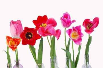 Multicolored tulips on a white background. Isolated on white.