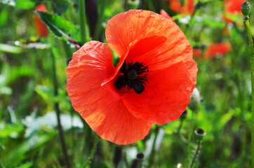 Obraz premium red poppy in summer