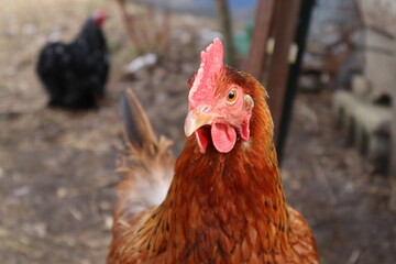 chicken close-up
