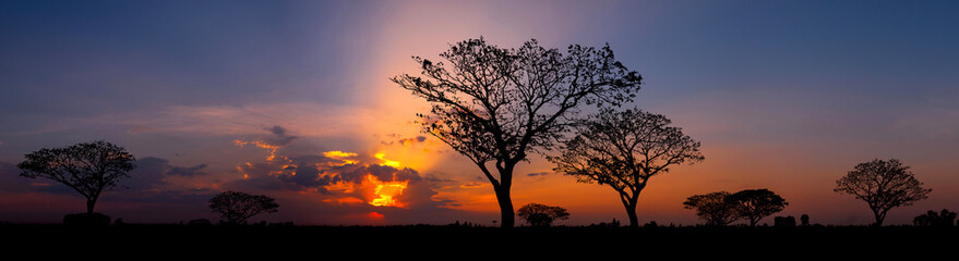 Panorama silhouette tree in africa with sunset.Tree silhouetted against a setting sun.Dark tree on open field dramatic sunrise.Typical african sunset with acacia trees in Masai Mara, Kenya.