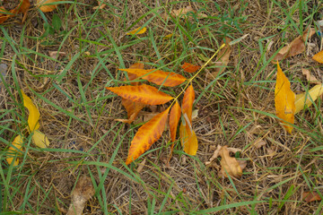 Brownish orange fallen leaves on the ground in October