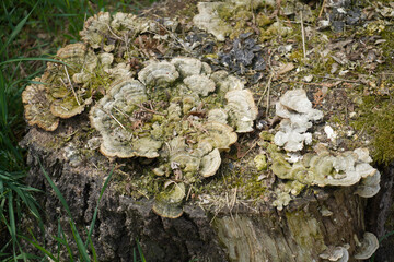 Wood that decomposes due to moisture and is attacked by fungi,
