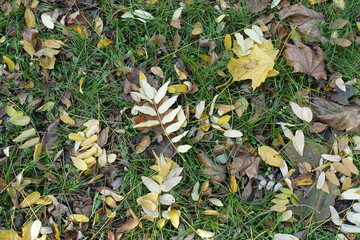 Yellow and brown fallen leaves in the grass from above in November