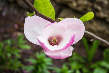 Pink magnolia. Blossom. Flower on a bunch. Magnolia of gardens on a dark background