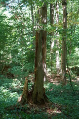 Wood that decomposes due to moisture and is attacked by fungi,