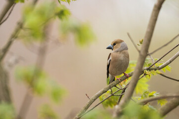 Das Weibchen eines Kernbeißers auf einem Zweig