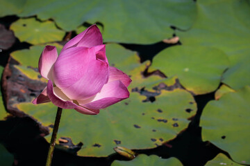 Close up pink lotus flower in pond is beautiful