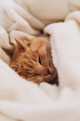 cute ginger cat sleeping comfortably in a blanket, photo noise, grain filter