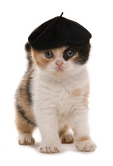 kitten with artist beret hat