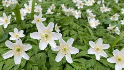 Naklejka na ściany i meble Flowers and leaves of the wood anemone (Anemone nemorosa, Anemonoides nemorosa, thimbleweed). A spring flower in temperate deciduous forests, is an early-spring flowering plant