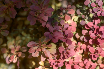 Obraz na płótnie Canvas Berberis thunbergii japanese barberry ornamental shrub, group of green, purple and reddish leaves