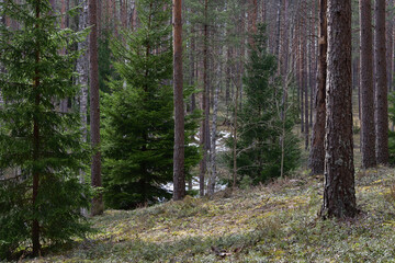 Green fluffy spruce trees in the shade of a spring hilly pine forest, where the remnants of snow are still visible, on a sunny day.