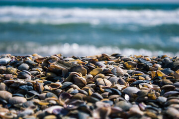 Big pile with small shells on the beach. Mixed colorful seashells on the seashore. Many different seashells piled together.