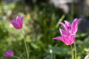 ピンクの花