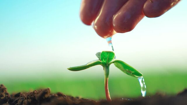 agriculture. farmer hand watering a plant sprout. nature earth agriculture business concept. sprout plant sapling close-up in the ground water. farmer hand watering drops plant sprout on a blue sky