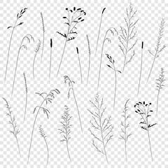 Field and meadow grasses, black contour line. Sketch of medicinal plants, vector drawing.