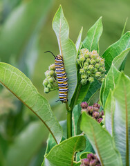 Monarch caterpillar on Milkweed
