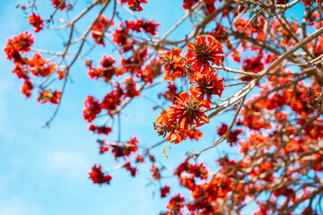 Beautiful natural background with a blooming tree with red flowers, Los Angeles, Calfiornia