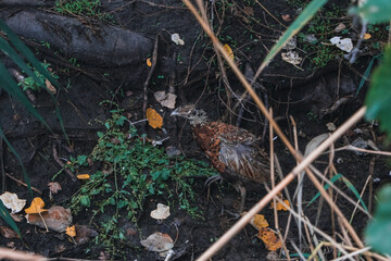 A beautiful pheasant walks in the wild. Wild bird close-up photo