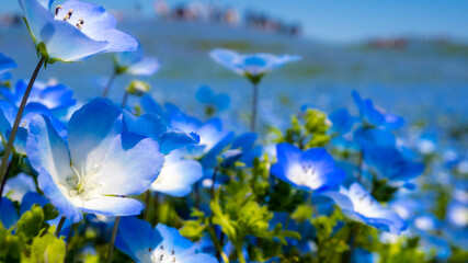 blue flowers in the forest