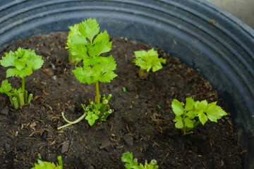 Rebirth of celery growing in pot.   