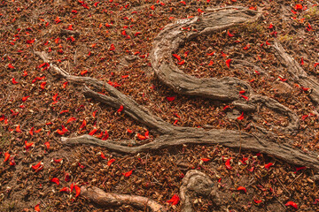 Fototapeta premium A beautiful flowering tree with red flowers and outer roots, the ground is strewn with red leaves, Los Angeles, Calfiornia