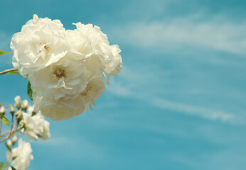 White climbing roses on sunny sky background.