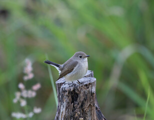 Taiga Flycatcher On Stump in nature Tail Up grass green background