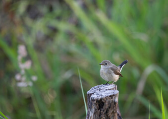 Taiga Flycatcher On Stump in nature Tail Up grass green background