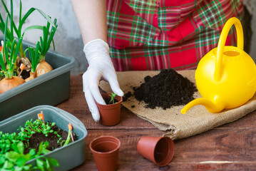 Seedling planting process at home. Planting greens in pots