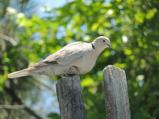 Pájaro en poste